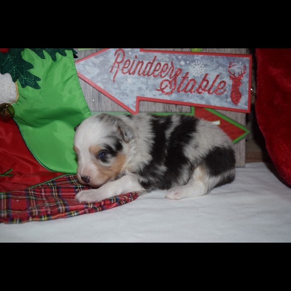 Meet your Posher, Julia - Picture 1 of 1